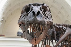 fosilización, aprendizaje de idiomas, por que no aprendes ingles, imagen de dinosaurio